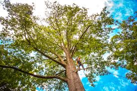 Best Commercial Tree Services  in Syracuse, NE